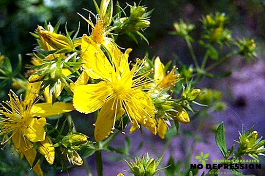 نبتة سانت جون - فوائد ومضار شفاء الأعشاب